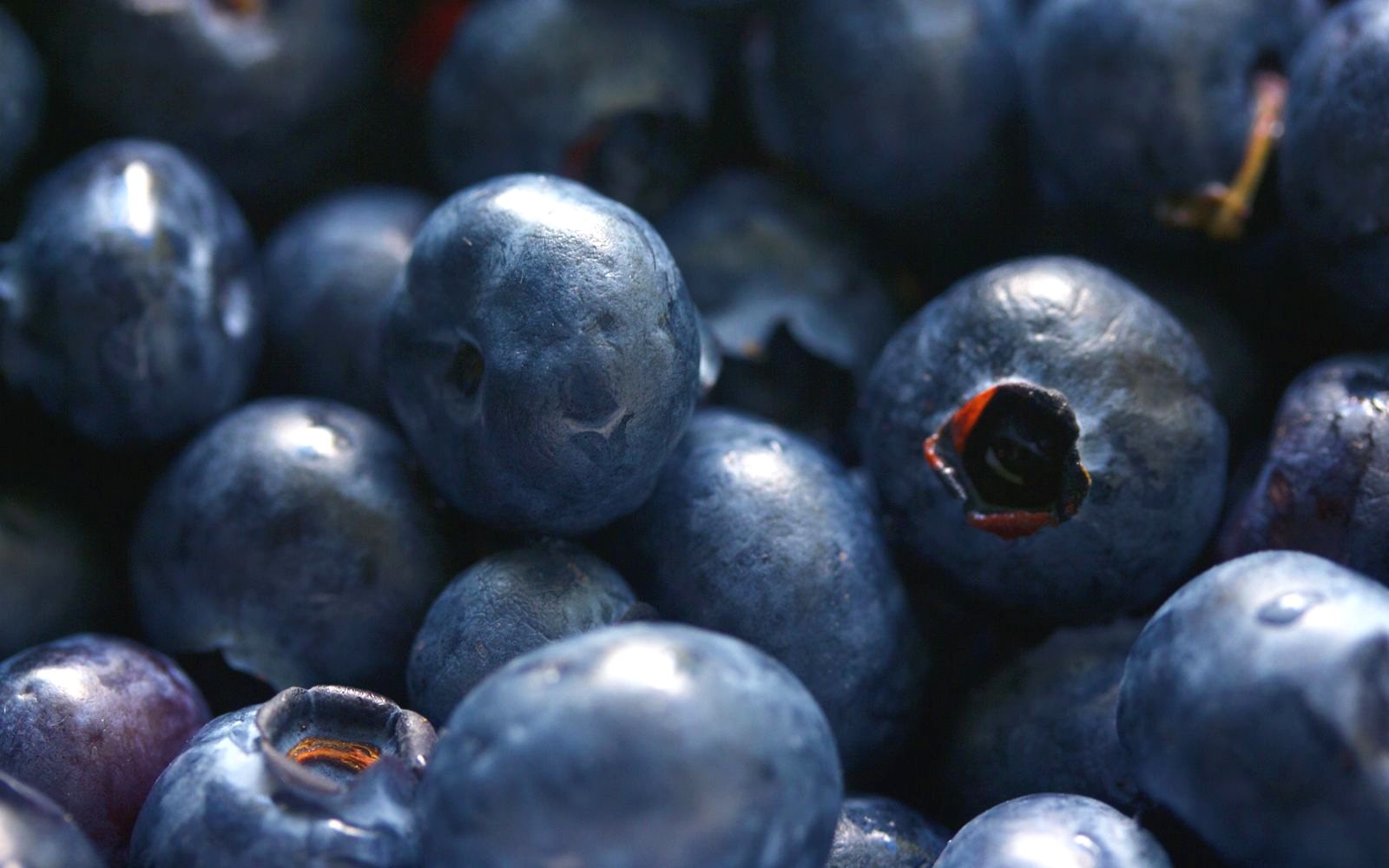 A close up of fresh blueberries with deep blue skins